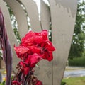 Close up of a red flower with water drops in front of a sculpture