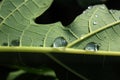 Close up of water drops trapped on a papaya leaf Royalty Free Stock Photo