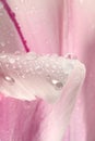 Close-up of water drops on a tulip petal Royalty Free Stock Photo