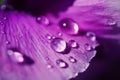 Close up Water drops on Viola flowers in japanese garden Royalty Free Stock Photo