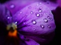 Close up Water drops on Viola flowers in japanese garden Royalty Free Stock Photo