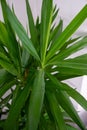 close-up of water drops on yucca leaves at home