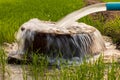 Water flows from a pipe to a round basin in green rice fields Royalty Free Stock Photo