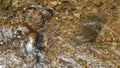 Close-up water flows through a river with different sized stones in it, rocky river