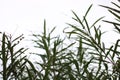 Close-up of water grass plant against sky. Royalty Free Stock Photo