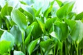 Close-up water hyacinth background. Free-floating tropical American water plant. Ornamental and in some warmer regions has become Royalty Free Stock Photo
