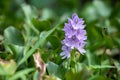 Close up water hyacinth flower fields bloom colorful purple. Royalty Free Stock Photo