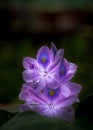 close up of water Hyacinth flower in full bloom Royalty Free Stock Photo