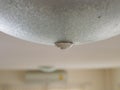 Close up of water leakage dropping through a ceiling lamp at home - problem of water leaking in a house