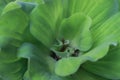 close-up Water Lettuce or Aquatic Plant