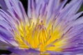 Close up of water lilly.