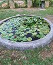 close up of water lily or Nymphaea odorata Royalty Free Stock Photo