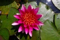 A close up of a water lily Royalty Free Stock Photo