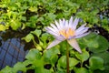 Close-up Water lily violet flower on water surface Royalty Free Stock Photo