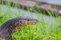 Close up Water monitor lizard Royalty Free Stock Photo