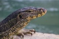 Close up Water monitor lizard Royalty Free Stock Photo