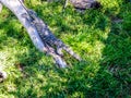 Close up of Water Monitor lizard Royalty Free Stock Photo