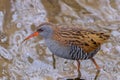 A wild Water Rail, Rallus aquaticus Royalty Free Stock Photo