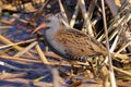 A wild Water Rail, Rallus aquaticus Royalty Free Stock Photo