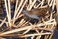 A wild Water Rail, Rallus aquaticus Royalty Free Stock Photo