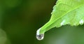 Close up the water rain drop on fresh green leaf Royalty Free Stock Photo