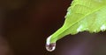 Close up water rain drop on a fresh green leaf Royalty Free Stock Photo