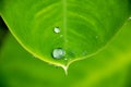 Close up water rain drop on green leaf for nature texture background Royalty Free Stock Photo