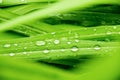 Close up water rain drop on green leaf for nature texture background Royalty Free Stock Photo