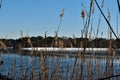 Lakeside reeds before a frozen lake close to Oss, Netherlands Royalty Free Stock Photo