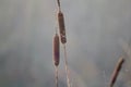 Close up of water reeds in winter