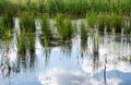 Close up of water reeds reflecting in the water pond, Duffel, Belgium