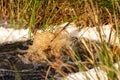 Close-up of a water source that blows up bubbling water. Spring, snow melt, dry grass everywhere. Day, cloudy weather