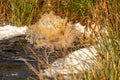 Close-up of a water source that blows up bubbling water. Spring, snow melt, dry grass everywhere. Day, cloudy weather