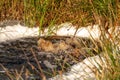 Close-up of a water source that blows up bubbling water. Spring, snow melt, dry grass everywhere. Day, cloudy weather