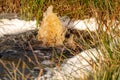 Close-up of a water source that blows up bubbling water. Spring, snow melt, dry grass everywhere. Day, cloudy weather