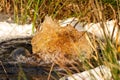 Close-up of a water source that blows up bubbling water. Spring, snow melt, dry grass everywhere. Day, cloudy weather