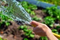 Close-up of water splashing from a hose. Young woman hand pulls a garden hose. The concept of watering plants, irrigation of Royalty Free Stock Photo