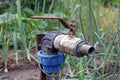 Close-up water tap on a bed of green onions. Royalty Free Stock Photo