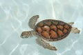 Close-up of Water Turtle
