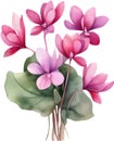 a bouquet of Cyclamen flowers. AI-Generated.