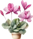 a bouquet of Cyclamen flowers. AI-Generated.