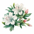 Close-up Watercolor Illustration Of Two White Lilies Royalty Free Stock Photo