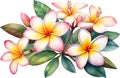 Close-up of a watercolor painting of a Plumeria flower. Ai-Generated