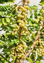 Watercolor of yellow berry on the tree