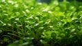 Close up of Watercress plant in plantation