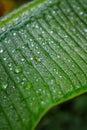 Close up of waterdrops on bananas leaves