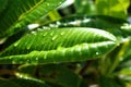 Close up waterdrops of the fresh green leaf