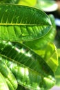 Close up waterdrops of the fresh green leaf Royalty Free Stock Photo