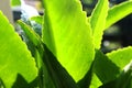 Waterdrops of the fresh green leaf with sunlight. Royalty Free Stock Photo