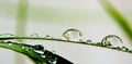 Close up of waterdrops on a grass